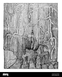 Attēlu rezultāti vaicājumam “Pissodes piniphilus”