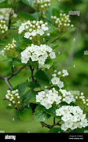 Attēlu rezultāti vaicājumam “Crataegus macracantha flower”