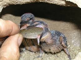 Attēlu rezultāti vaicājumam “Alcedo atthis nest”