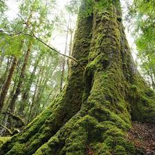 Attēlu rezultāti vaicājumam “Anomodon attenuatus”