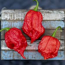 Afbeeldingsresultaat voor 7 pot hot pepper