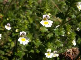 Attēlu rezultāti vaicājumam “Euphrasia”