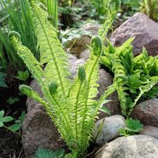 Attēlu rezultāti vaicājumam “Matteuccia struthiopteris”