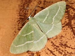 Attēlu rezultāti vaicājumam “Hylaea fasciaria”