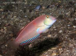 Image result for Xyrichtys novacula