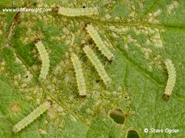 Attēlu rezultāti vaicājumam “Spilosoma lutea larva”
