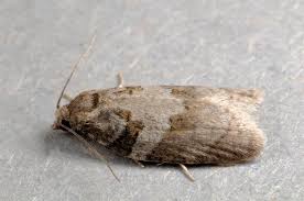 Attēlu rezultāti vaicājumam “Eana incanana”