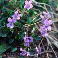 Attēlu rezultāti vaicājumam “Viola riviniana leaf”
