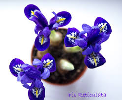 Attēlu rezultāti vaicājumam “Iris reticulata”