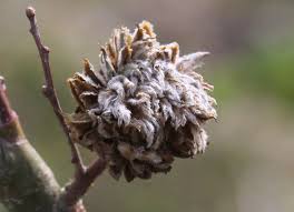 Attēlu rezultāti vaicājumam “Andricus foecundatrix”