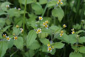 Attēlu rezultāti vaicājumam “Galinsoga quadriradiata flower”