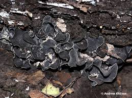 Attēlu rezultāti vaicājumam “Ionomidotis irregularis”