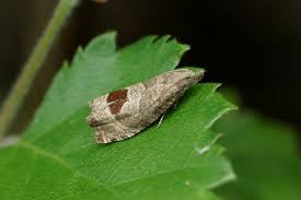 Attēlu rezultāti vaicājumam “Notocelia uddmanniana”