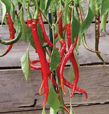Afbeeldingsresultaat voor joe long cayenne hot pepper
