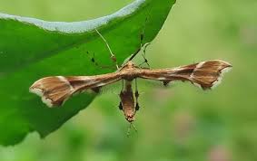 Attēlu rezultāti vaicājumam “Cnaemidophorus rhododactyla”