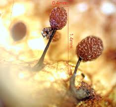 Attēlu rezultāti vaicājumam “Lamproderma gulielmae”