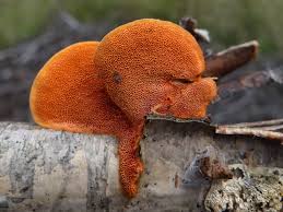 Attēlu rezultāti vaicājumam “Pycnoporus cinnabarinus”