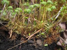 Attēlu rezultāti vaicājumam “Marchantia polymorpha”