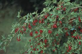 Attēlu rezultāti vaicājumam “Ribes alpinum leaf”