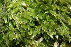 Attēlu rezultāti vaicājumam “Taxiphyllum wissgrillii”