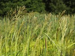 Attēlu rezultāti vaicājumam “Glyceria maxima fruit”