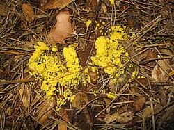 Attēlu rezultāti vaicājumam “Fuligo luteonitens”