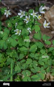 Attēlu rezultāti vaicājumam “Isopyrum thalictroides”