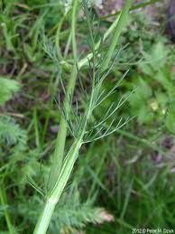 Attēlu rezultāti vaicājumam “Carum carvi flower”