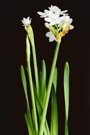 Attēlu rezultāti vaicājumam “Narcissus”