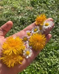 Image result for diente de leon