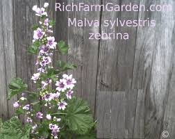 Image result for Malva sylvestris 'Zebrina'
