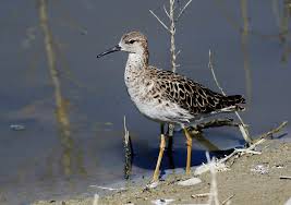 Attēlu rezultāti vaicājumam “Philomachus pugnax”