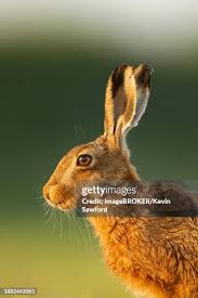 Attēlu rezultāti vaicājumam “Lepus europaeus adult”