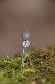 Attēlu rezultāti vaicājumam “Mycena pseudocorticola”