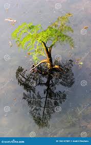 Attēlu rezultāti vaicājumam “Oenanthe aquatica leaf”