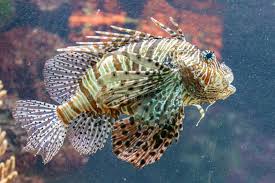 Image result for vissen