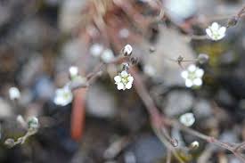 Attēlu rezultāti vaicājumam “Androsace septentrionalis”