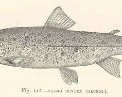 Image result for Salmo dentex