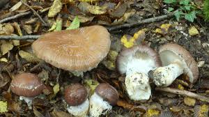 Attēlu rezultāti vaicājumam “Cortinarius praestans”