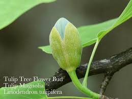 Attēlu rezultāti vaicājumam “Liriodendron tulipifera bud”