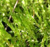 Attēlu rezultāti vaicājumam “Calliergon cordifolium”