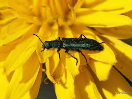 Attēlu rezultāti vaicājumam “Dasytidae”