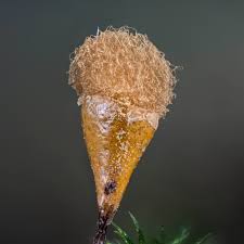 Attēlu rezultāti vaicājumam “Trichia decipiens”