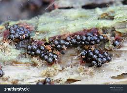 Attēlu rezultāti vaicājumam “Metatrichia sp.”