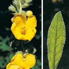 Image result for Verbascum densiflorum