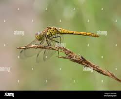 Attēlu rezultāti vaicājumam “Sympetrum vulgatum”