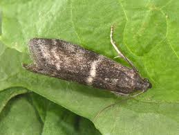 Attēlu rezultāti vaicājumam “Apomyelois bistriatella”