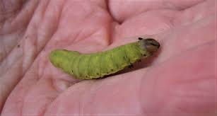 Attēlu rezultāti vaicājumam “Noctua fimbriata larva”