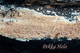 Attēlu rezultāti vaicājumam “Ceriporiopsis resinascens”