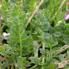 Attēlu rezultāti vaicājumam “Erodium cicutarium bud”